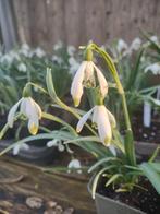 Sneeuwklokjes in het groen, Ophalen, Voorjaar, Halfschaduw, Bloembol