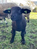 Lieve en vriendelijke kruising hampshire ram zwoegervrij, Dieren en Toebehoren, Schapen, Geiten en Varkens, Mannelijk, Schaap