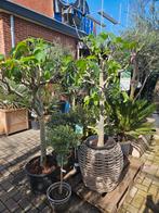 Vijgboompjes vanaf 27,50, Tuin en Terras, Planten | Fruitbomen, Ophalen of Verzenden, Minder dan 100 cm, Overige soorten, Lente