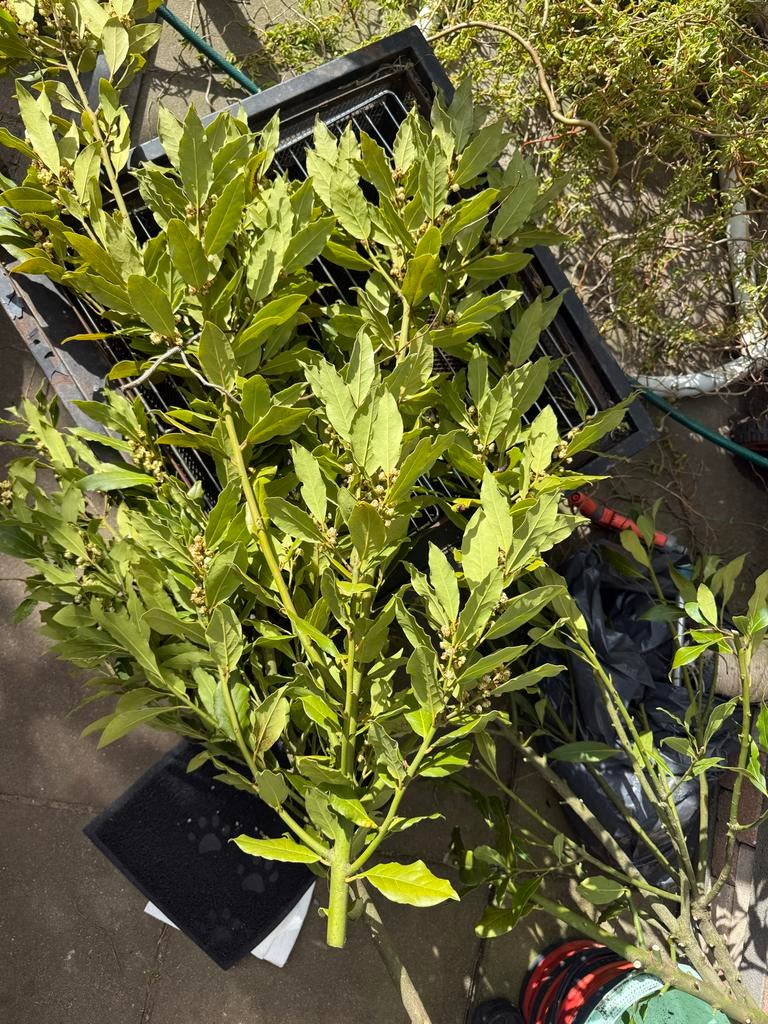Gratis veel laurier takken/stekken of om mee te koken!, Tuin en Terras, Planten | Tuinplanten, Vaste plant, Kruiden, Volle zon