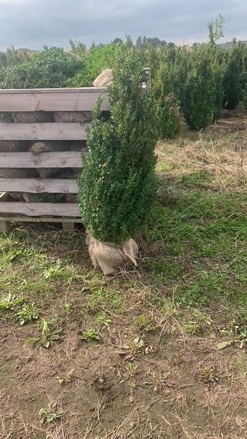Buxus sempervirens, direct van kwekerij., Tuin en Terras, Planten | Struiken en Hagen, Ophalen of Verzenden, Buxus, Haag, 100 tot 250 cm