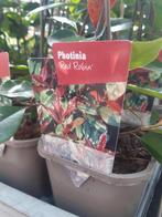 PHOTINIA FRASERI RED ROBIN   € 19,50, Ophalen of Verzenden, Overige soorten, Haag, 100 tot 250 cm