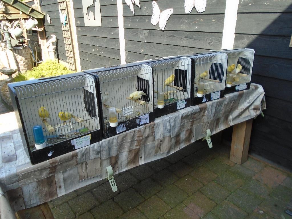 waterslager kanaries, Dieren en Toebehoren, Vogels | Kanaries, Meerdere dieren, Zangkanarie