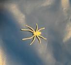 Spin, kunststof, Spin of Schorpioen