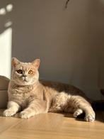 Britse Korthaar (4 jaar), Poes, Gechipt, 3 tot 5 jaar