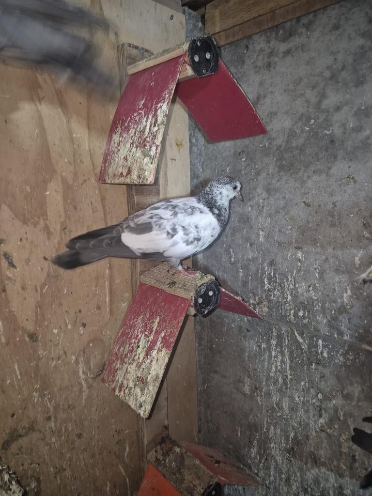 Jonge pakistan hoogvliger 25€ stuk, Dieren en Toebehoren, Vogels | Duiven, Meerdere dieren