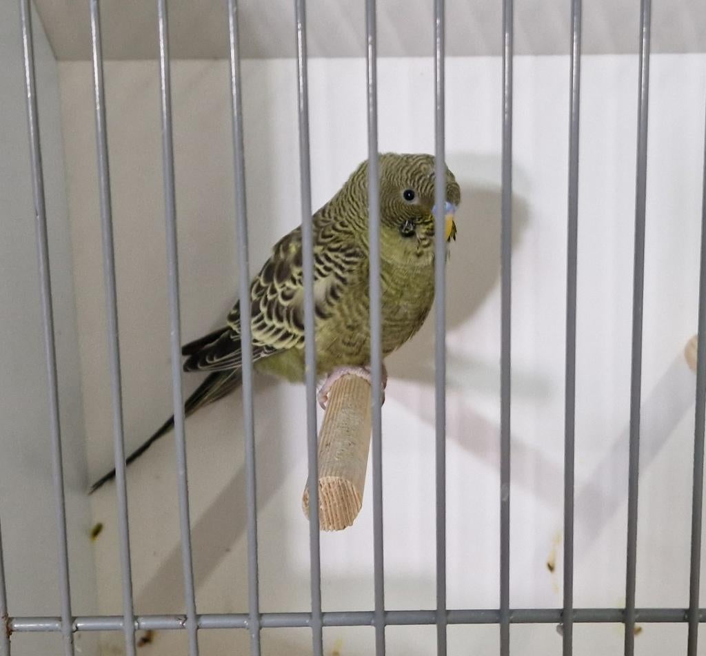 Grasparkieten blackface grijsgroen x grijsgroen/blackface, Dieren en Toebehoren, Meerdere dieren, Parkiet