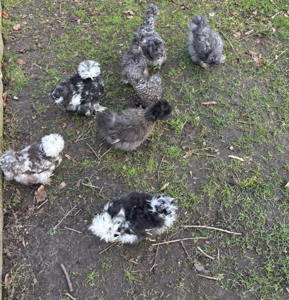 Zijderhoen usa hennen, Vrouwelijk, Kip