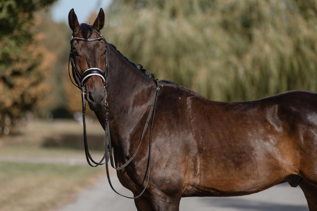 Extra lange dressuurteugels, Verzenden, Zo goed als nieuw, Dressuur
