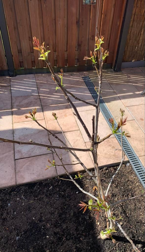 Jonge walnotenboom, ongeveer 170 cm hoog, Tuin en Terras, Planten | Bomen, Overige soorten, Lente, 100 tot 250 cm, Ophalen