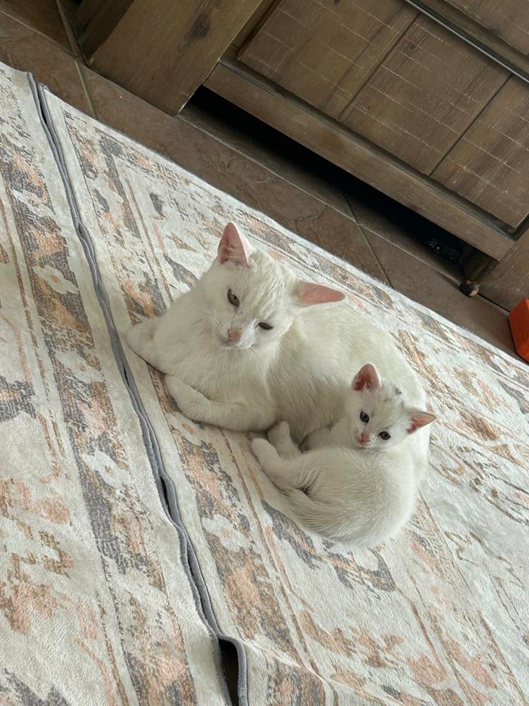 Lieve witte kittens zoeken een warm thuis, Meerdere dieren