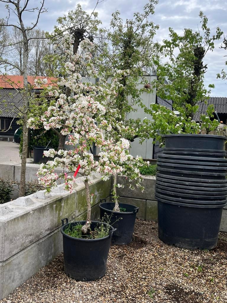 Aktie Oude appelbomen in pot aktie!!!, Ophalen, Lente, Volle zon, In pot