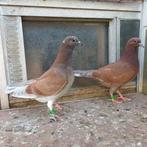 Jonge kleurduiven., Dieren en Toebehoren, Meerdere dieren, Postduif