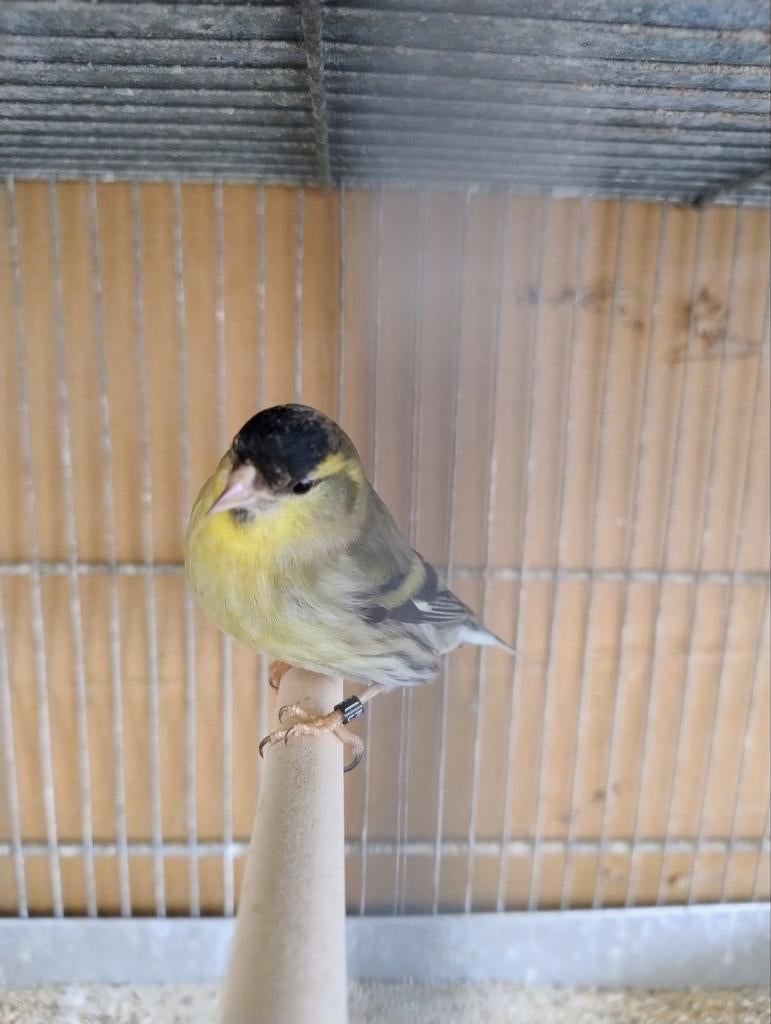 Europese Sijs man 2025(ivoor kleur), Mannelijk, Wildzangvogel, Geringd