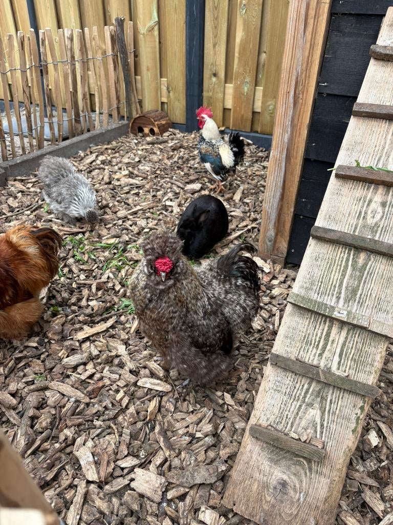 Usa zijdehoen haan, Dieren en Toebehoren, Meerdere dieren, Kip