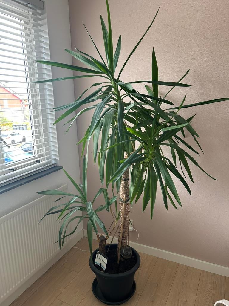 Grote Yuca plant, Ophalen of Verzenden, Halfschaduw, 200 cm of meer