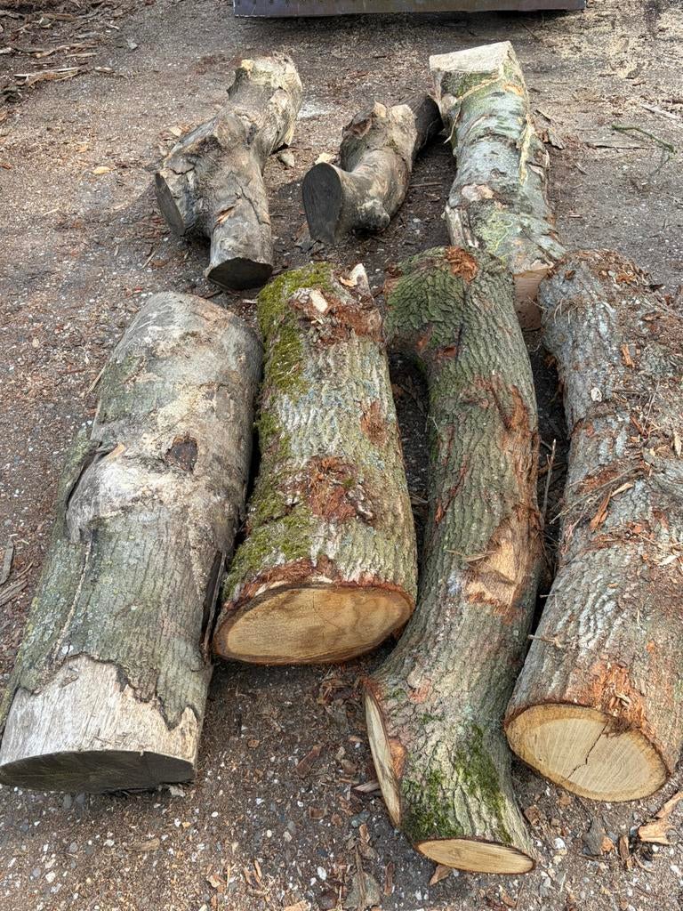 Essen, eiken stammen, Minder dan 3 m³, Ophalen of Verzenden