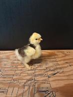 Usa zijdehoen motteld kuikentjes, Geslacht onbekend, Kip