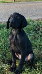 Duitse staande korthaar pup, Duitse Staande hond, Reu, 8 tot 15 weken, Parvo