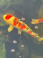 Koi, kois, vissers, Dieren en Toebehoren, Karper of Koi