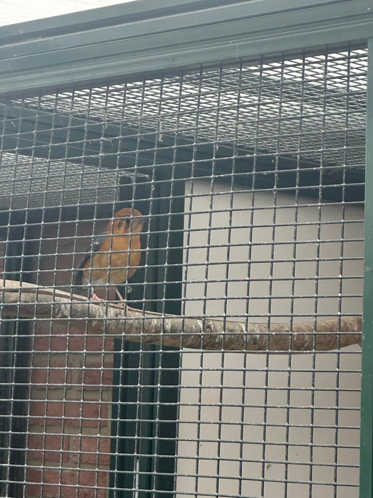 Damalijster man, Dieren en Toebehoren, Vogels | Overige Vogels, Mannelijk