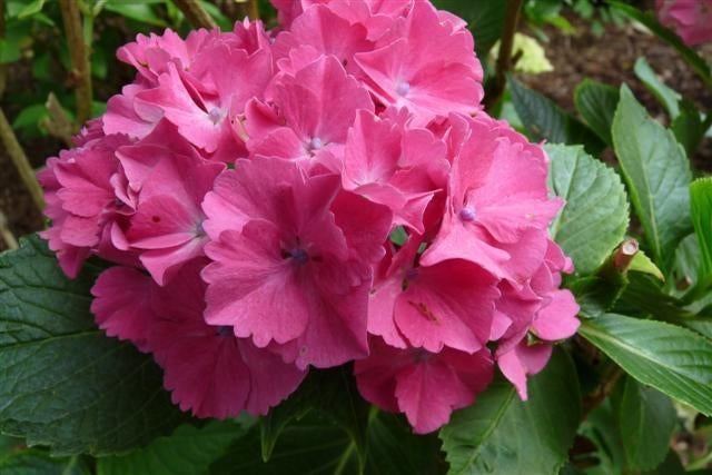 Roze Boerenhortensia, Vaste plant, Halfschaduw, Zomer, Ophalen