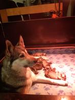 Puppies Tsjechoslowaakse wolfhond hybride, Overige rassen, 8 tot 15 weken, Meerdere, Meerdere dieren