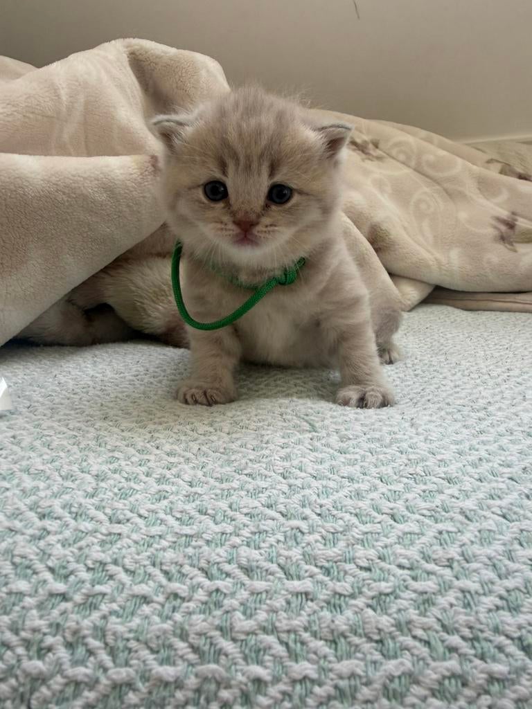 Britse korthaar kittens (raszuiver ), Dieren en Toebehoren, Katten en Kittens | Raskatten | Korthaar, Meerdere dieren, Met stamboom