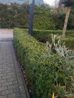Buxus gratis af te halen, Volle zon, Bloeit niet, Minder dan 100 cm, Overige soorten
