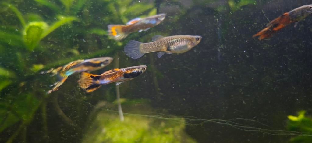 Endler guppies - siervissen - aquarium vissen, Dieren en Toebehoren, Vissen | Vijvervissen, Goudvis(sen)