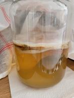 Scoby voor kombucha, Ophalen