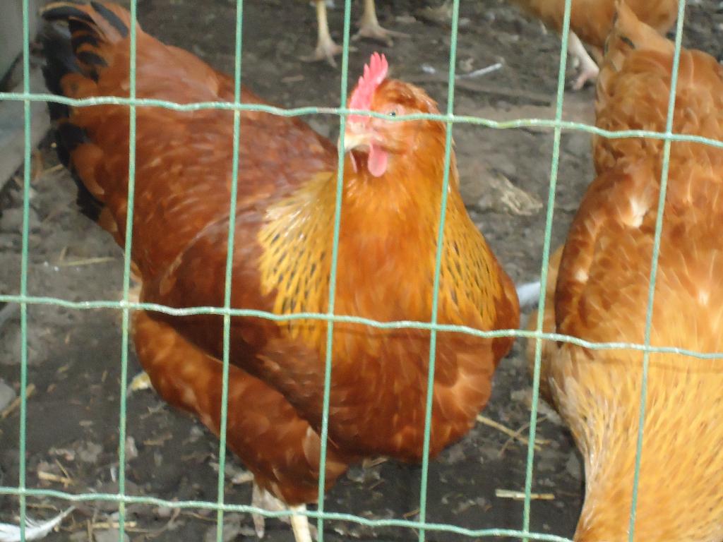 broedeieren new hampshire, Dieren en Toebehoren, Pluimvee, Geslacht onbekend, Kip