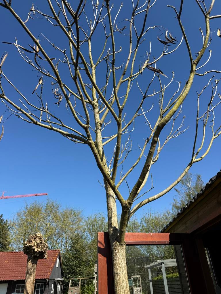 Grote Catalpa boom - 4 tot 5 meter hoog, Overige soorten, Zomer, 400 cm of meer, Ophalen