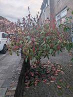 Photinia fraseri - Red Robin - Glansmispel, Volle zon, Vaste plant, Lente, Ophalen