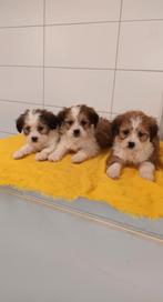 Boomer pups maltezer shih tzu / lhasa apso teckel pekingees, Parvo, Nederland, Overige rassen, 8 tot 15 weken