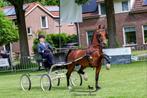 5 jarige tuigpaard hengst, Hengst, 0 tot 2 jaar