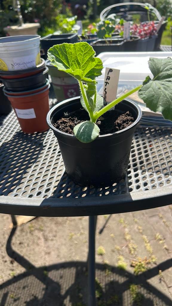 Patison biologisch gekweekt., Ophalen, Eenjarig, Groenteplanten, Volle zon