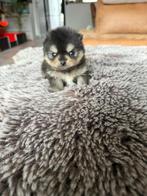 Razuivere Pomeriaan Pomeranian pups puppy’s, Parvo, Keeshond, 8 tot 15 weken, Meerdere