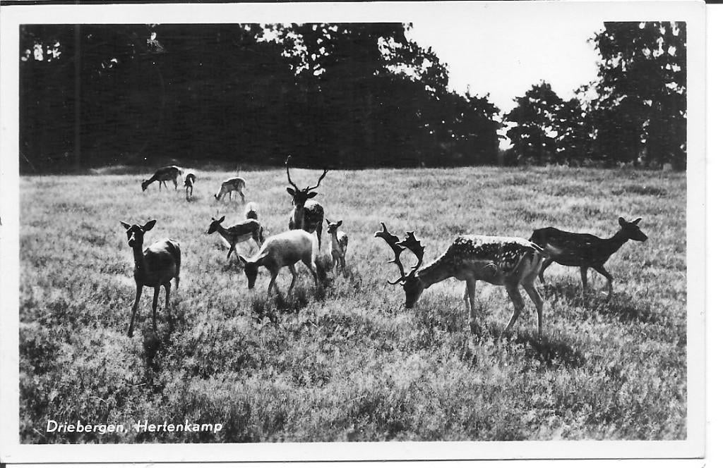 Driebergen Hertenkamp, Ophalen of Verzenden, 1940 tot 1960, Gelopen, Utrecht