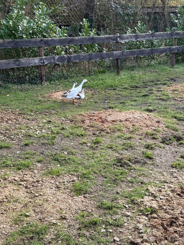 Loopeend eieren broedeieren, Geslacht onbekend, Eend