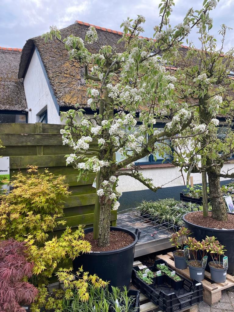 25-jarige Perenboom 'Gieser Wildeman' in pot, Ophalen, Lente, Volle zon, 250 tot 400 cm