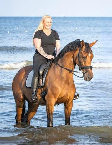 Prachtige talentvolle dressuur merrie, Merrie, Dressuurpaard