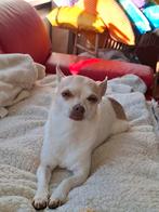 Vaste oppas  gezocht, voor twee hondjes, Parvo, Meerdere, Meerdere dieren, Chihuahua