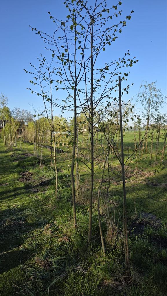 Biologische bomen voor voedselbos & tuin - Koningsdagkorting, Overige soorten, Lente, 250 tot 400 cm, Ophalen