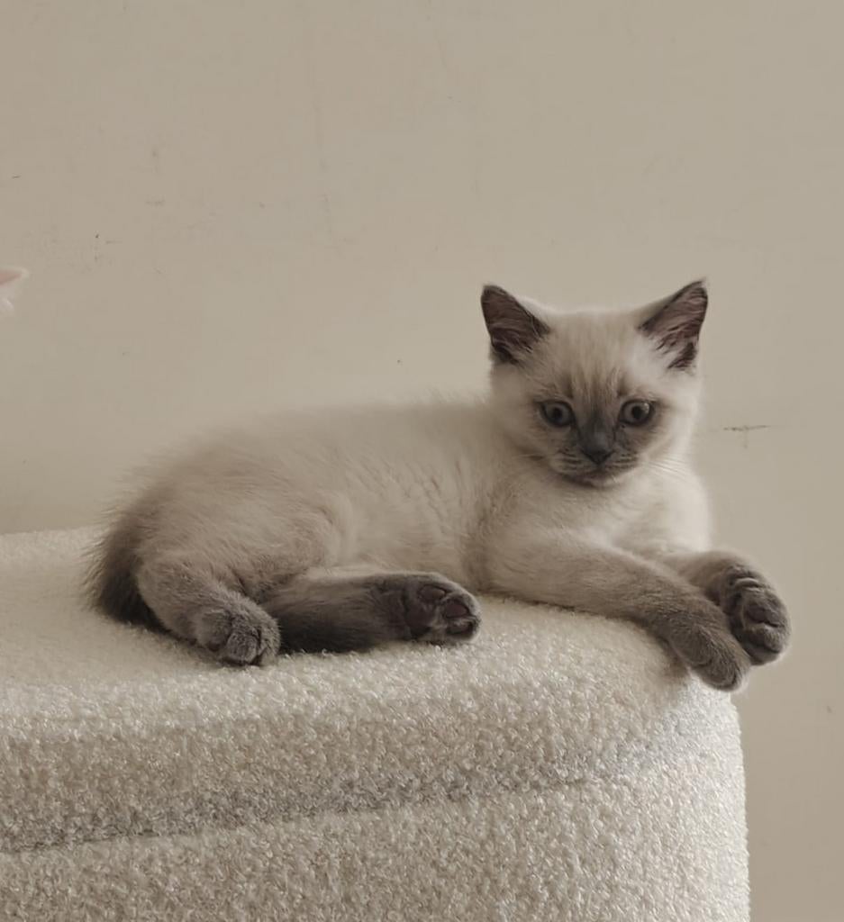 Brits korthaar blue point kater kitten, Dieren en Toebehoren, Katten en Kittens | Raskatten | Korthaar, Kater, Ingeënt, 0 tot 2 jaar