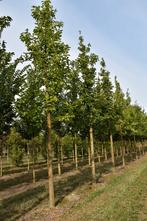 Boom te koop: Magnolia kobus, Tuin en Terras, Planten | Bomen, Ophalen, Halfschaduw, Overige soorten, Lente