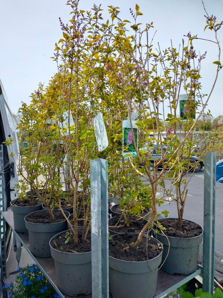 Syringa microphylla 'Superba' - sering, Ophalen, Overige soorten, Volle zon