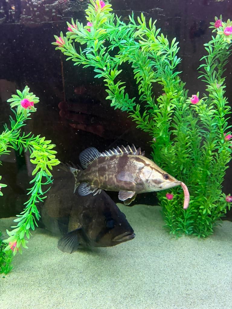 Siniperca Chuatsi - chinese baars, Dieren en Toebehoren, Vissen | Aquariumvissen, Vis, Zoetwatervis, Schoolvis