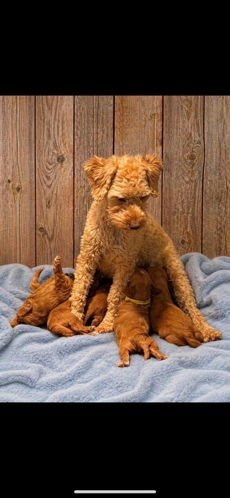 Mini doodle /poedel /maltipoo pups 🐶🐾 5/7 kg!, Parvo, Overige rassen, 8 tot 15 weken, Meerdere