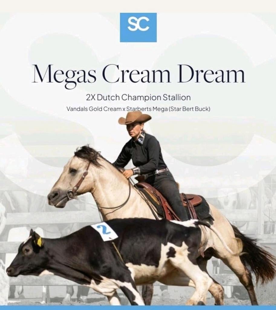 Prachtige Aqha/Apha/Fqha dunskin dekhengst, Dieren en Toebehoren, Hengst